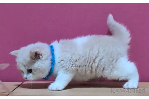 成約済の東京都のブリティッシュショートヘア-106561の2枚目